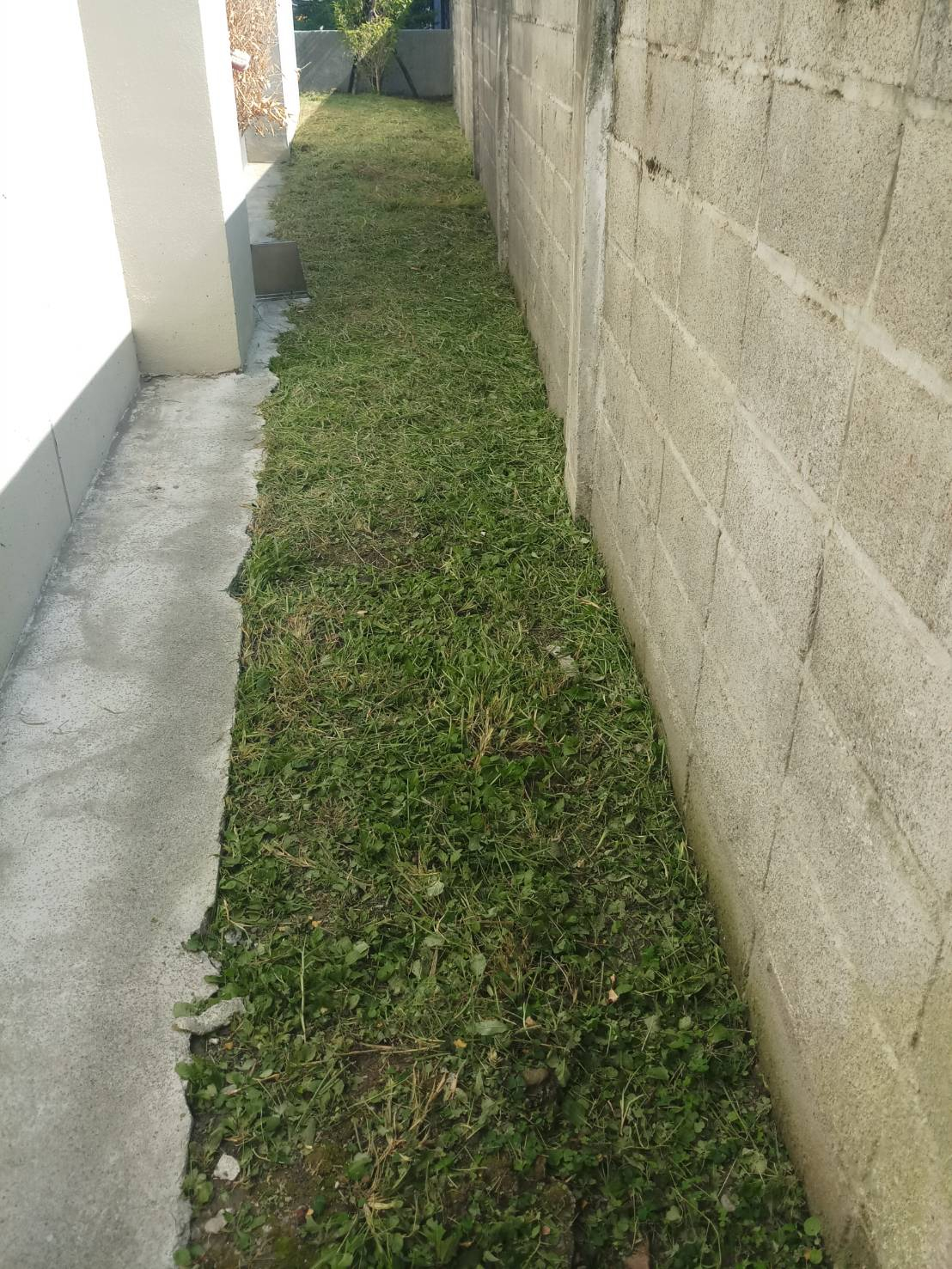 111年8月10日衛生所綠地植栽割草施肥照片3